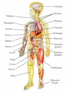 Nuestro cuerpo es asombroso!