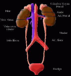 Nuestro cuerpo tiene su propio sistema de recogida y eliminación de basuras.