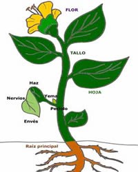 ¿Tienes plantas en tu casa? ¿Alguna vez les has dado comida? 