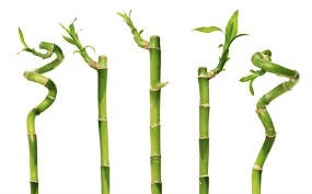 Las plantas son unos seres vivos muy, muy especiales