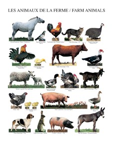 ¿Qué tienen en común un murciélago, un gato, un canguro, un caballo, una jirafa y tú mismo? 