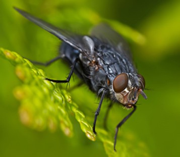 Los insectos son los animales más numerosos de todo el planeta 