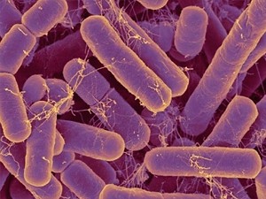 Probablemente, las bacterias fueron los primeros seres vivos que habitaron la Tierra  