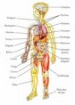 Nuestro cuerpo es asombroso!