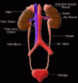 Nuestro cuerpo tiene su propio sistema de recogida y eliminación de basuras.