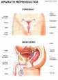 Así, el aparato reproductor de las mujeres es distinto del de los hombres 