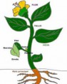 ¿Tienes plantas en tu casa? ¿Alguna vez les has dado comida? 