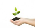 ¿Sabes que en las hojas se produce el alimento que la planta necesita?