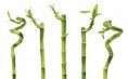 Las plantas son unos seres vivos muy, muy especiales