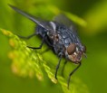 Los insectos son los animales más numerosos de todo el planeta 