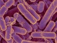 Probablemente, las bacterias fueron los primeros seres vivos que habitaron la Tierra  