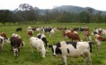 ¿Has estado alguna vez en una granja o en un establo? ¿Sabes de dónde salen el queso y la mantequilla? 