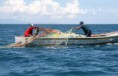 ¿Sabías que el pescado supone una importante aportación de proteínas en tu dieta alimenticia? 